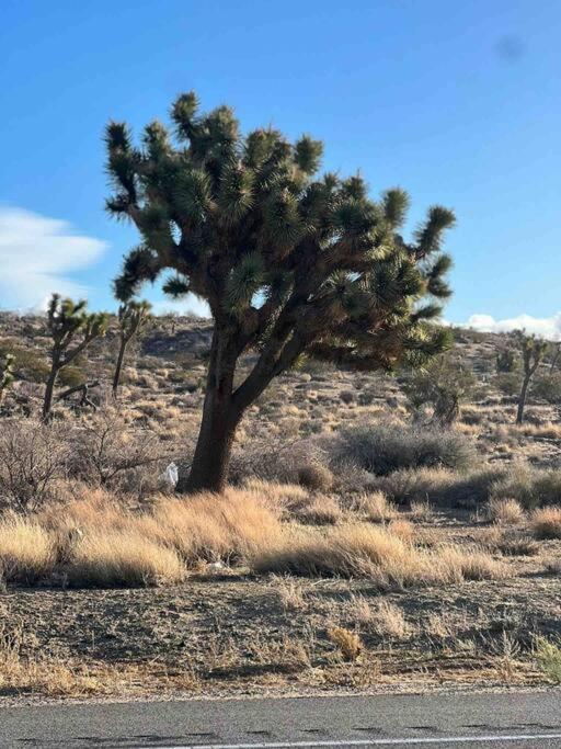 Апартаменты Joshua Tree National Park - Cozy Palms Getaway Туэнтинайн-Палмс Экстерьер фото